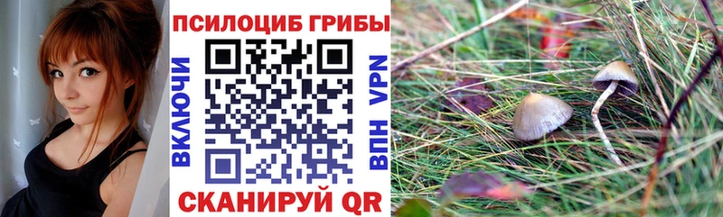 наркотики  kraken сайт  Псилоцибиновые грибы Psilocybe  Красноармейск 